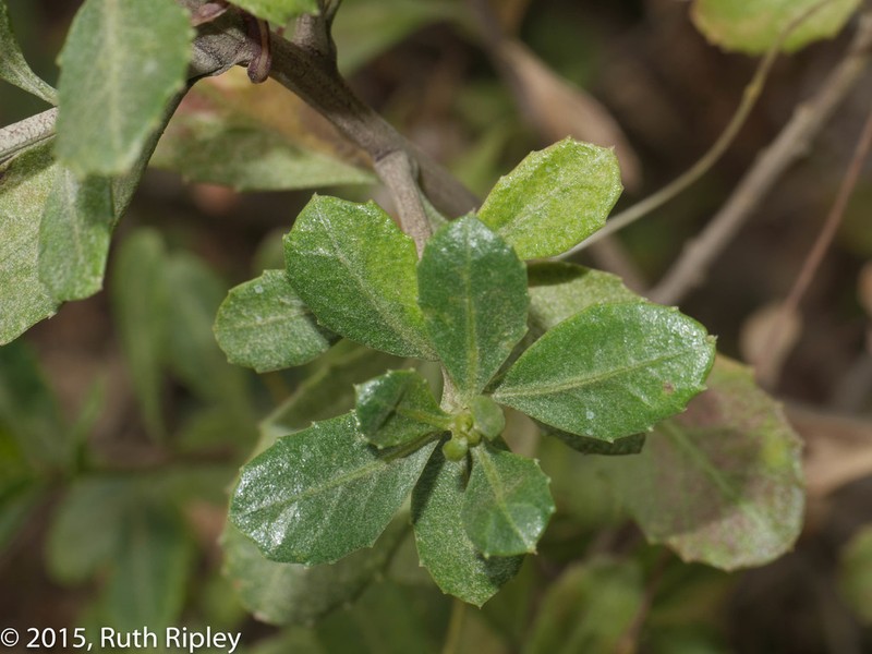Baccharis alaternoides photo 4