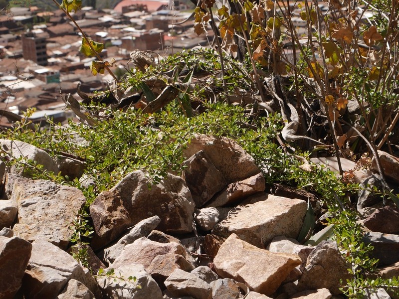 Baccharis alaternoides photo 5