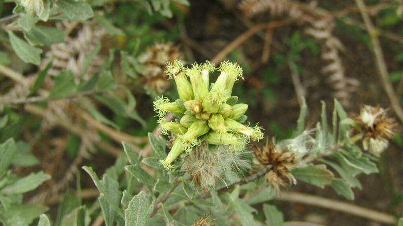 Baccharis alaternoides photo 6