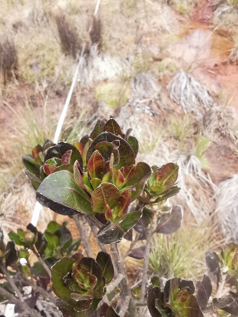 Baccharis alaternoides photo 7