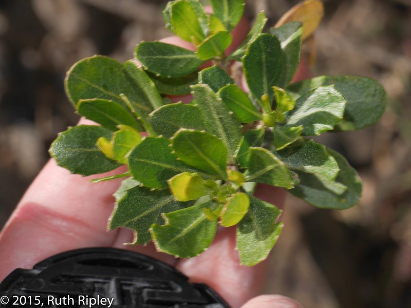 Baccharis alaternoides photo 8