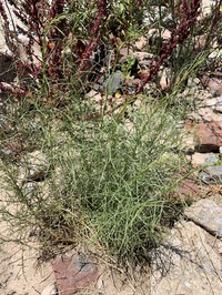 Baccharis albida