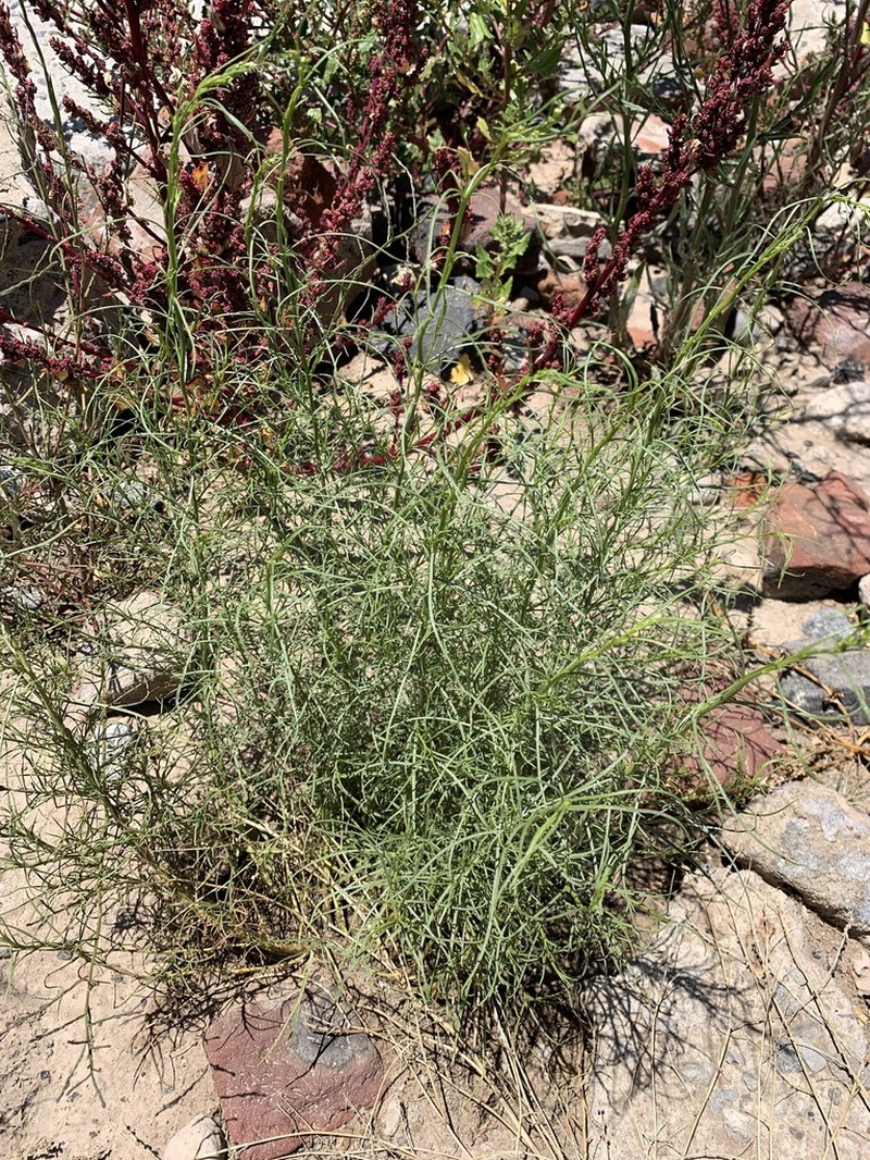 Baccharis albida photo 4