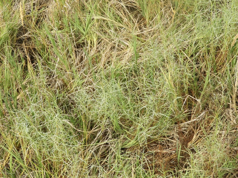 Baccharis albida photo 5