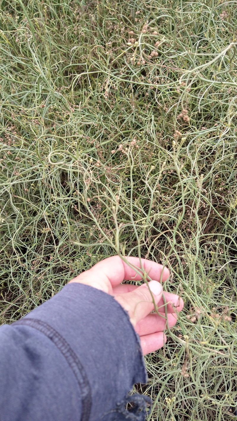 Baccharis albida photo 7
