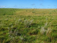 Baccharis albolanosa