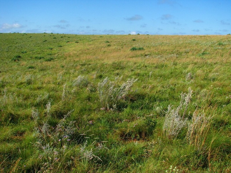 Baccharis albolanosa