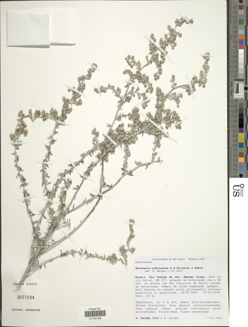 Baccharis albolanosa photo 3