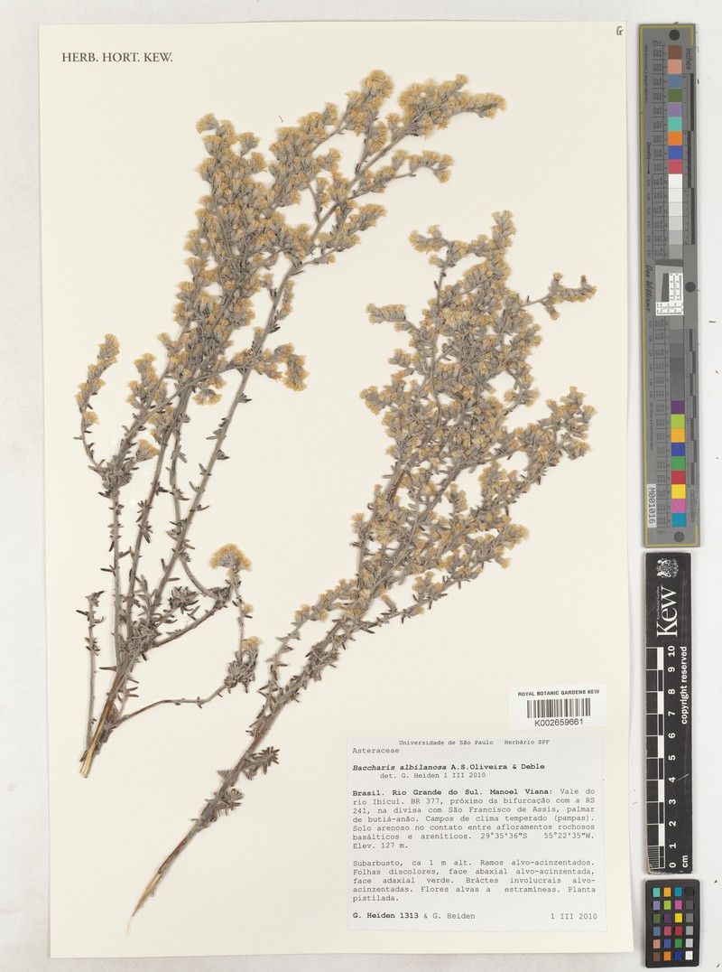 Baccharis albolanosa photo 4