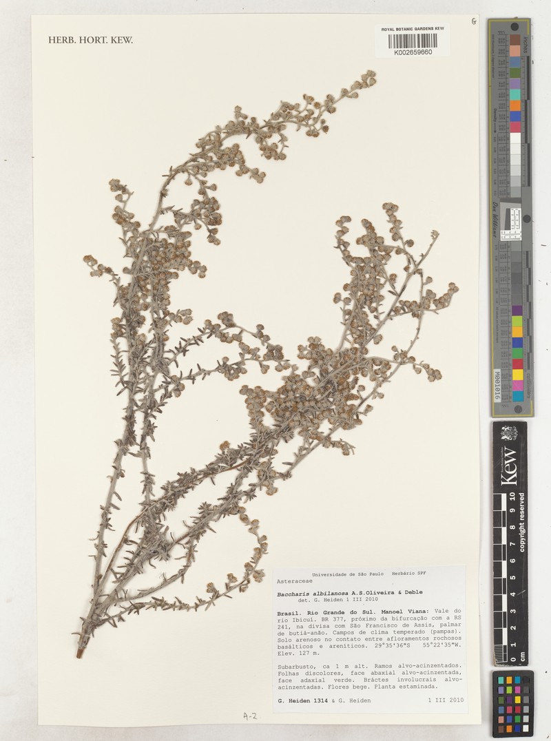 Baccharis albolanosa photo 5