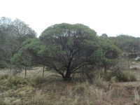 Baccharis aliena