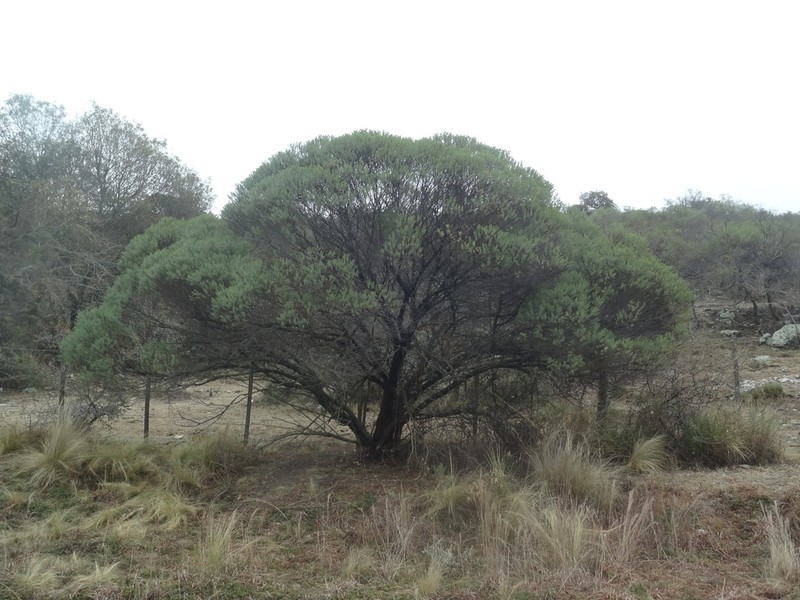 Baccharis aliena
