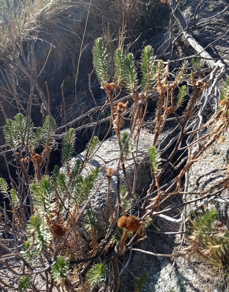 Baccharis aliena photo 2