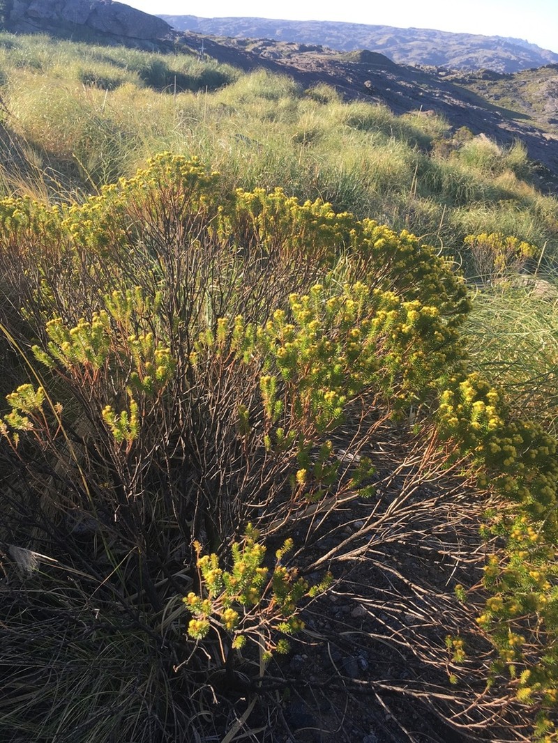 Baccharis aliena photo 3