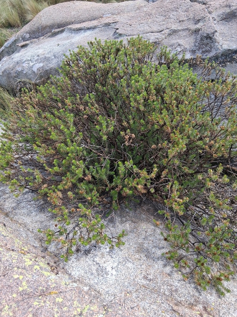 Baccharis aliena photo 4