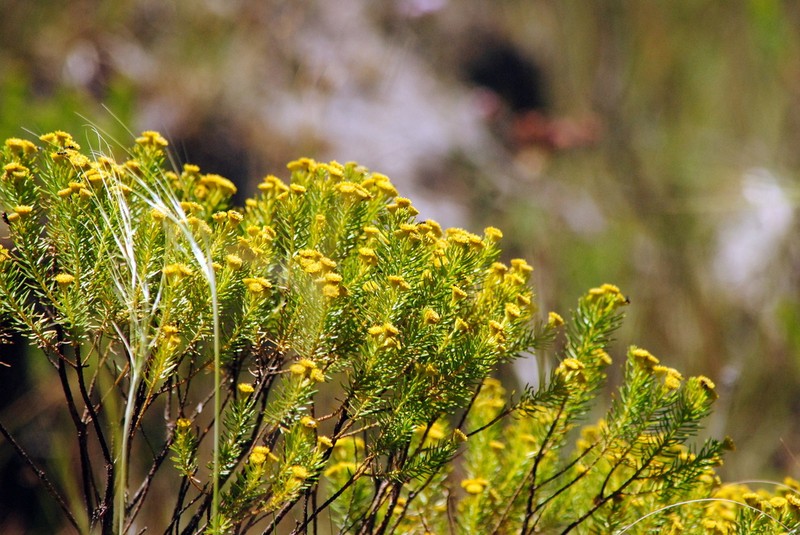 Baccharis aliena photo 5