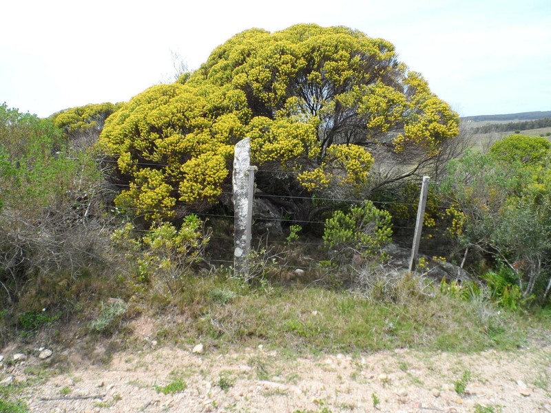 Baccharis aliena photo 6