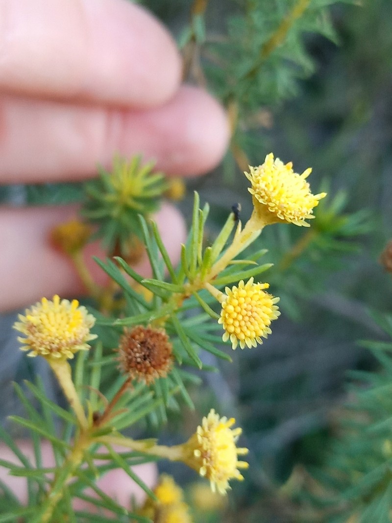Baccharis aliena photo 7