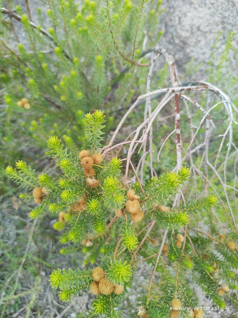 Baccharis aliena photo 8