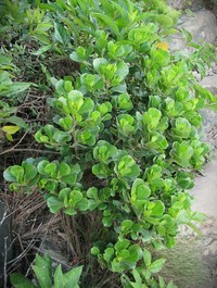 Baccharis alleluia