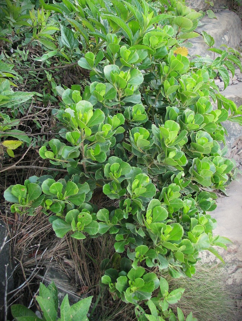 Baccharis alleluia photo 2