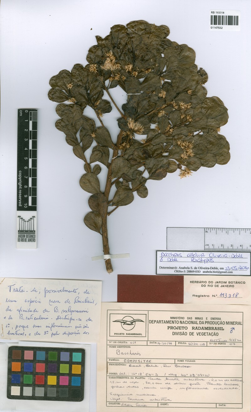 Baccharis alleluia photo 3