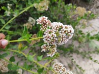 Baccharis alnifolia