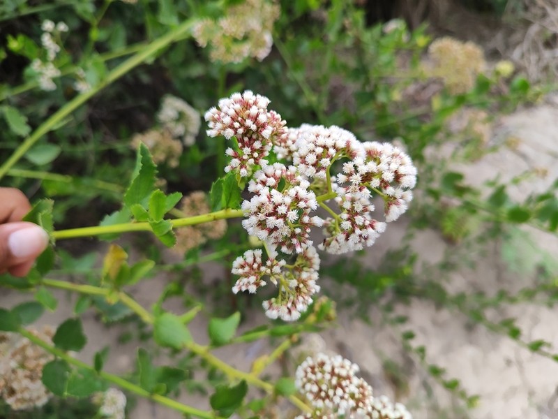 Baccharis alnifolia