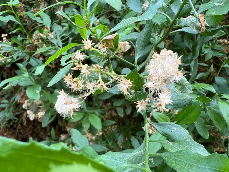 Baccharis alnifolia photo 2