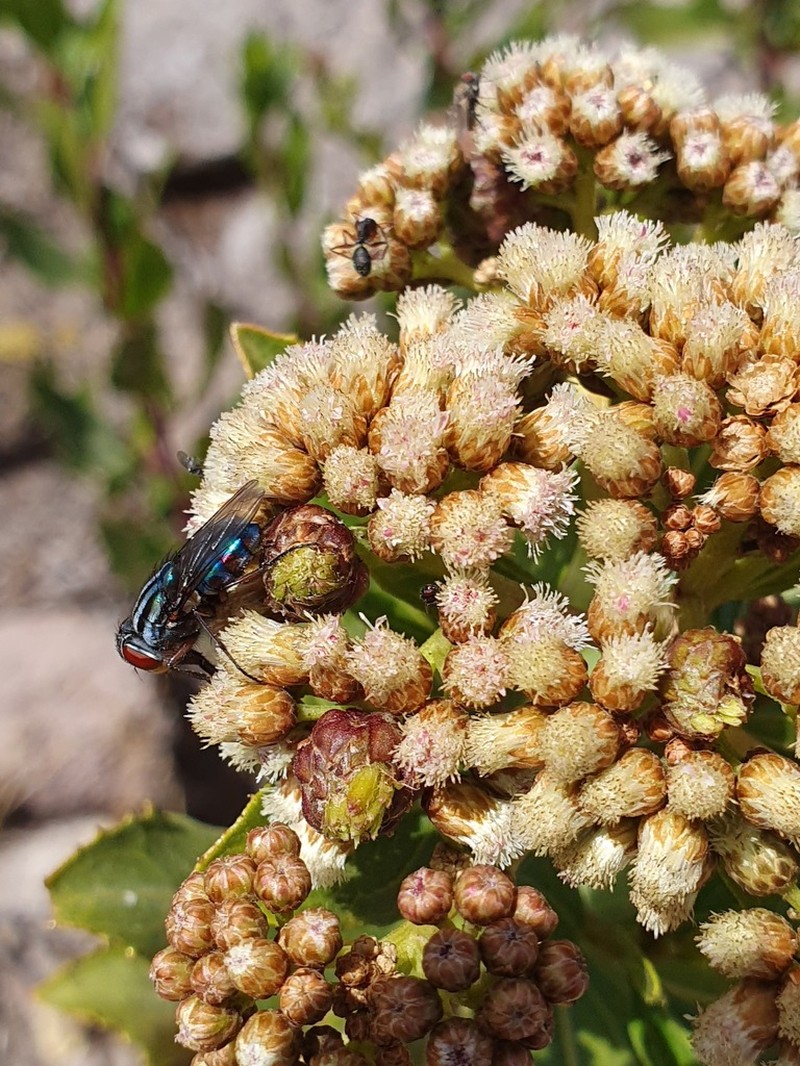 Baccharis alnifolia photo 3