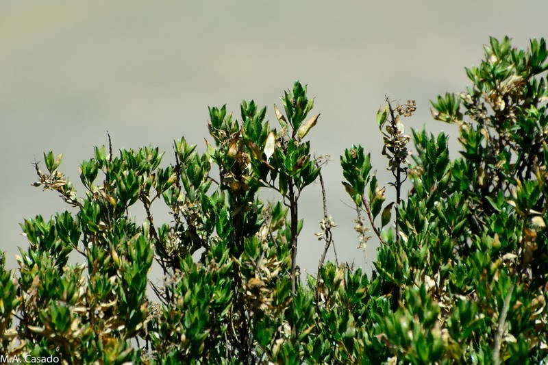Baccharis alnifolia photo 4