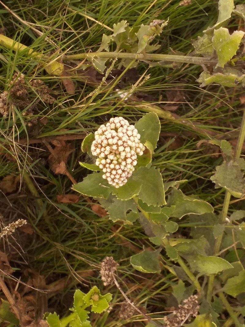 Baccharis alnifolia photo 5