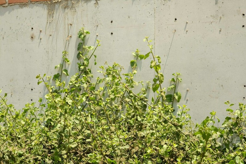 Baccharis alnifolia photo 6