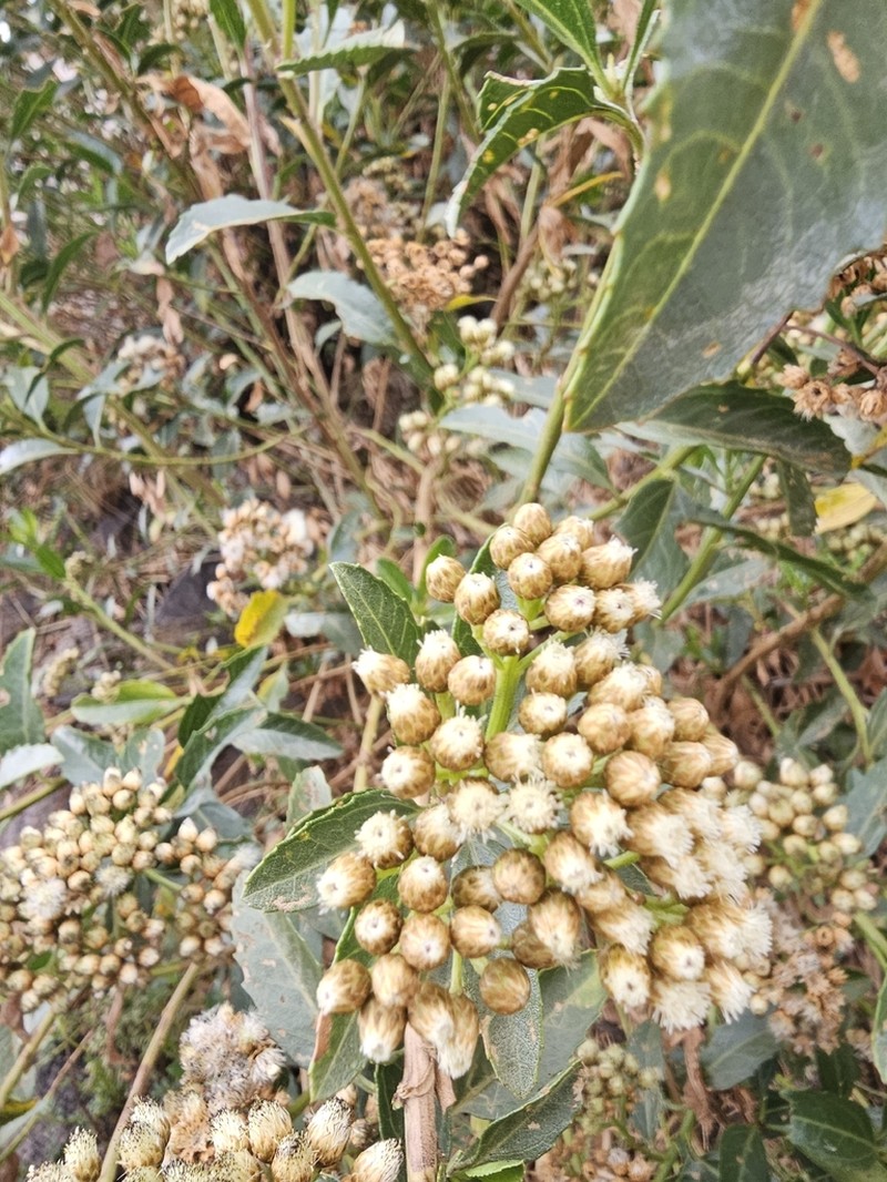 Baccharis alnifolia photo 7