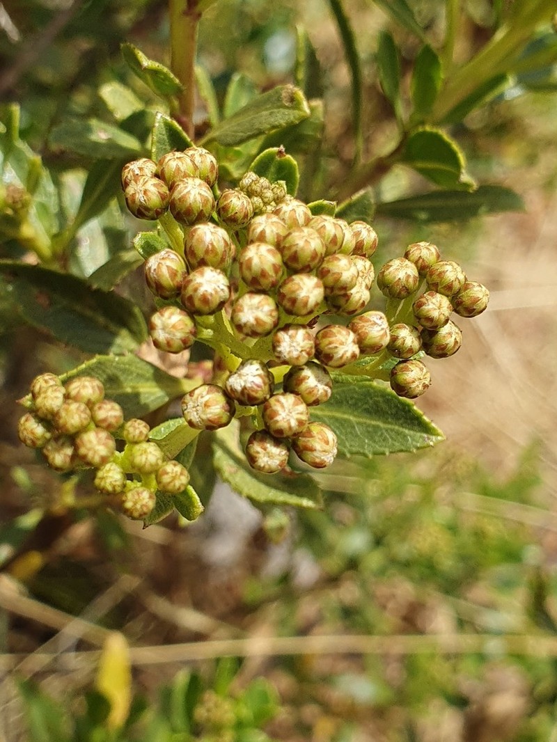 Baccharis alnifolia photo 8