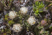 Baccharis alpina