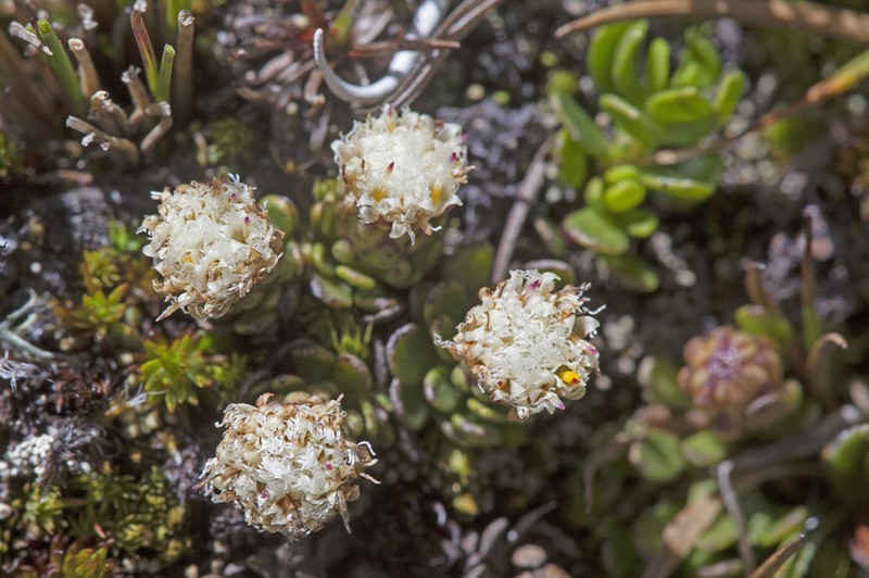 Baccharis alpina