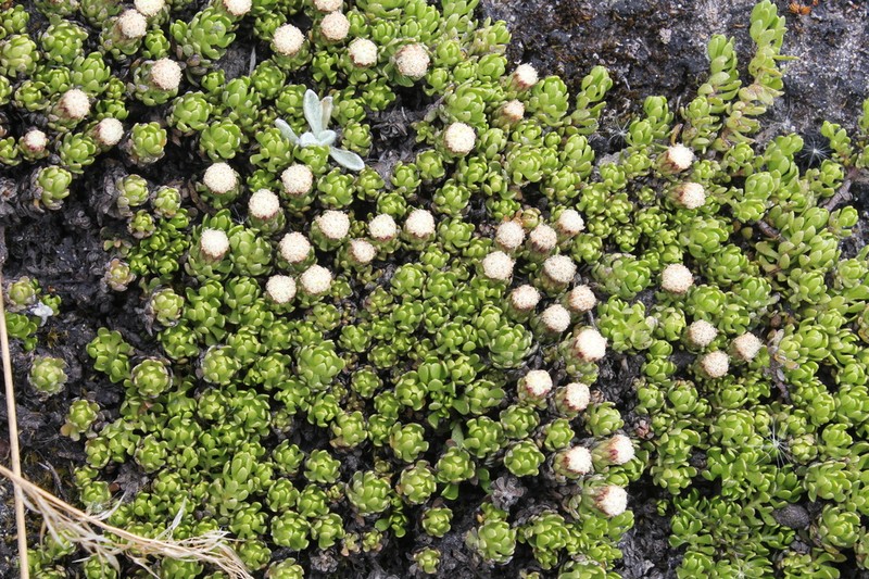Baccharis alpina photo 3