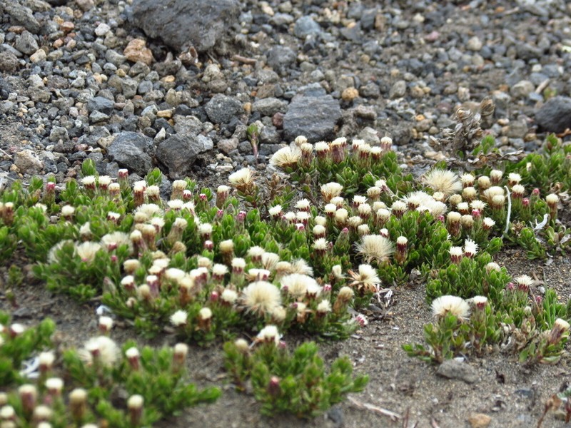 Baccharis alpina photo 4