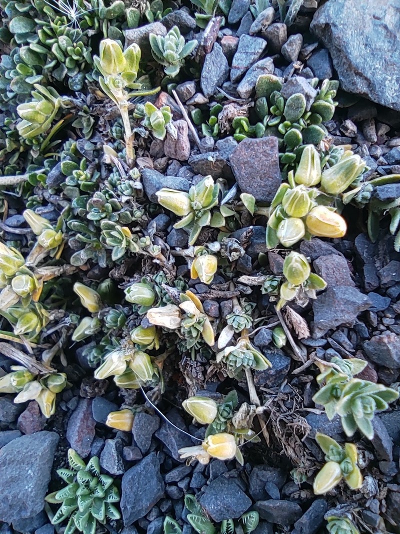 Baccharis alpina photo 5