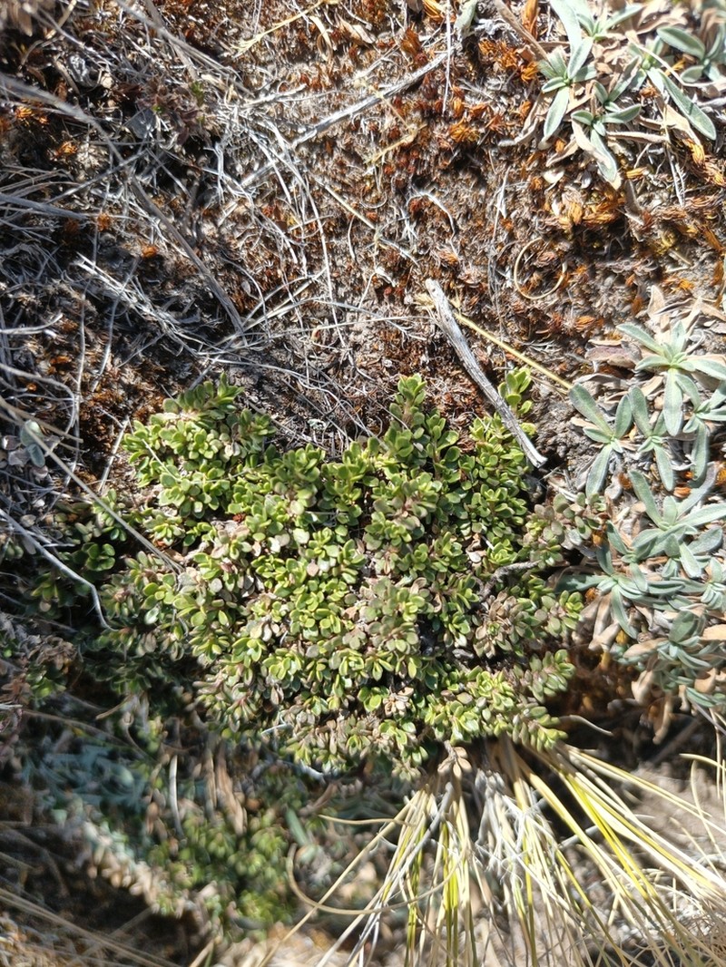 Baccharis alpina photo 6