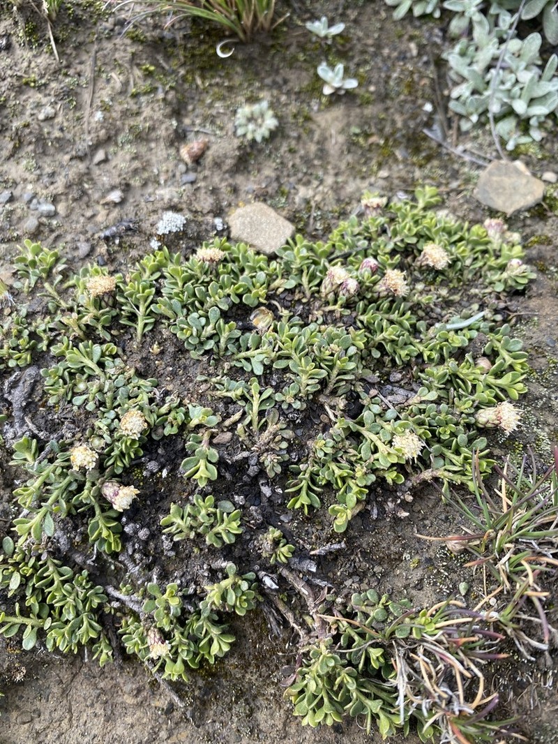 Baccharis alpina photo 7