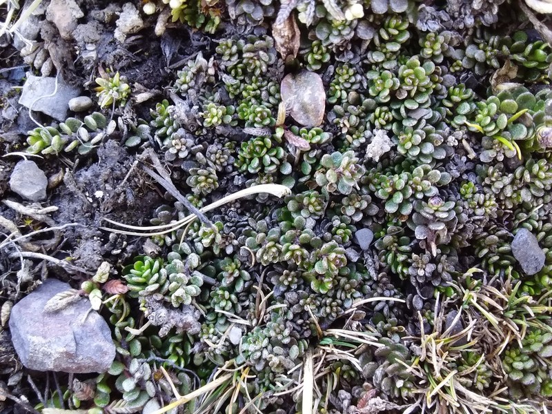 Baccharis alpina photo 8