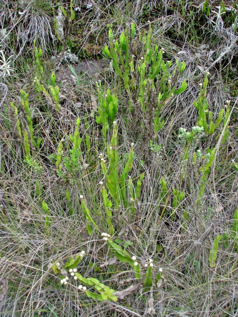 Baccharis altimontana