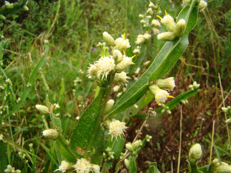 Baccharis altimontana photo 3