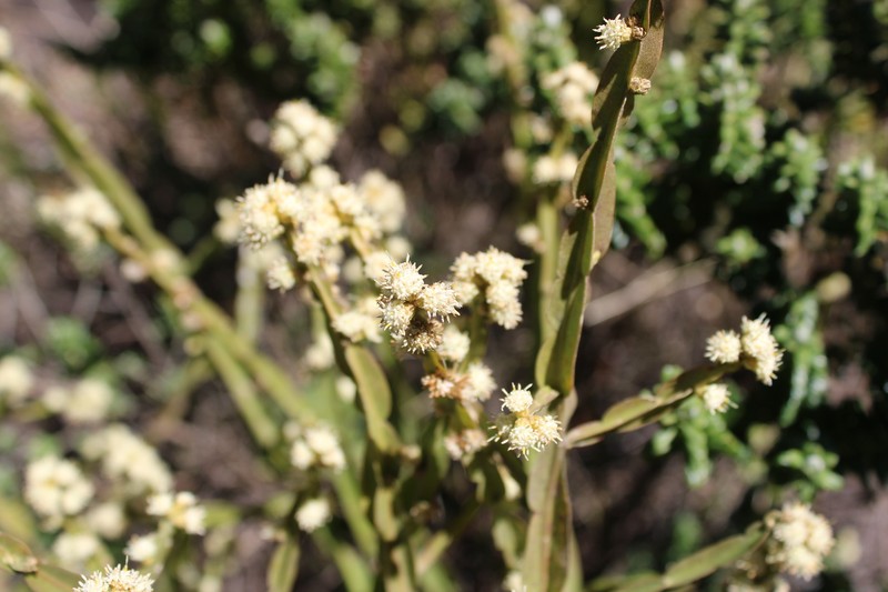Baccharis altimontana photo 4