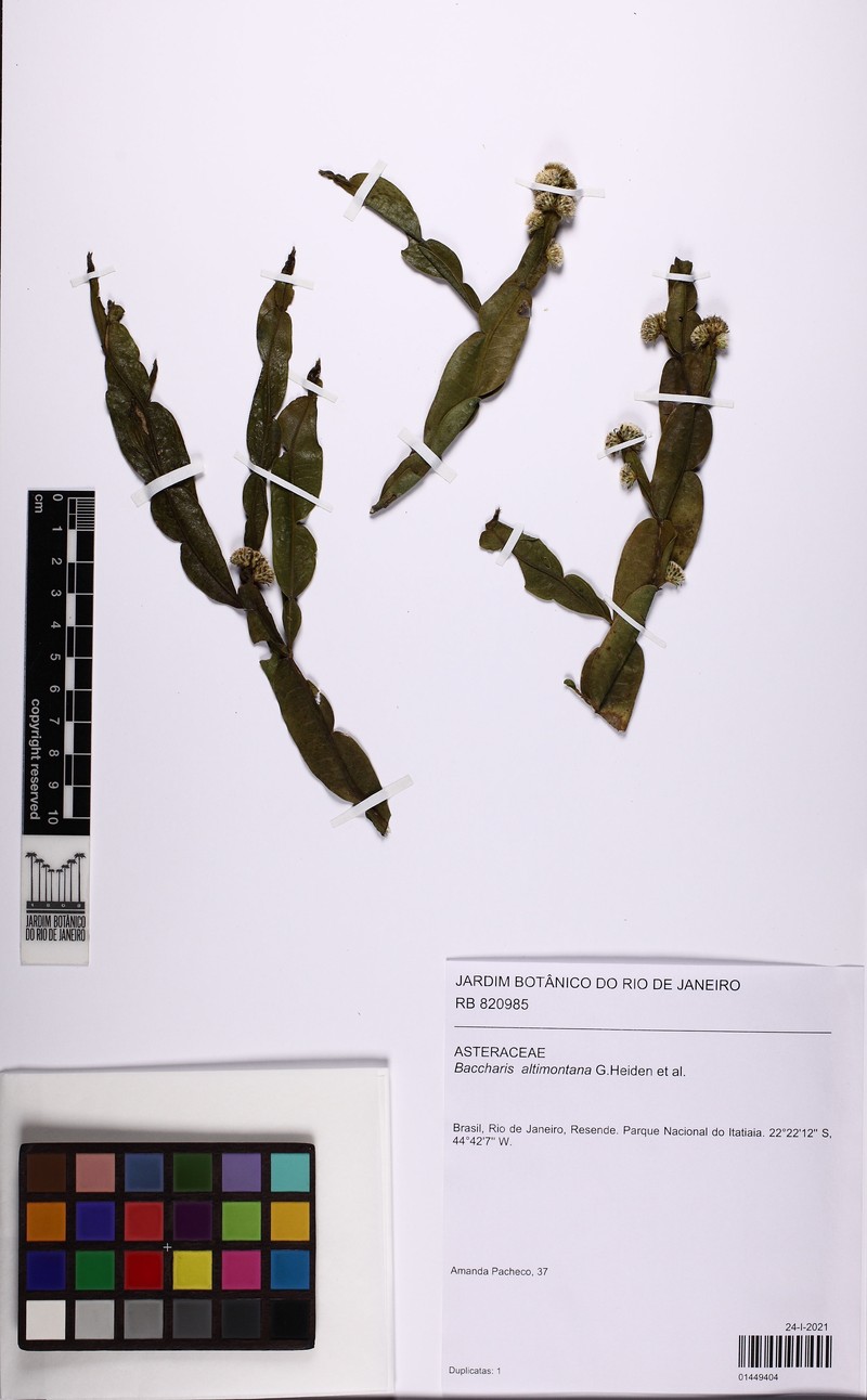 Baccharis altimontana photo 5