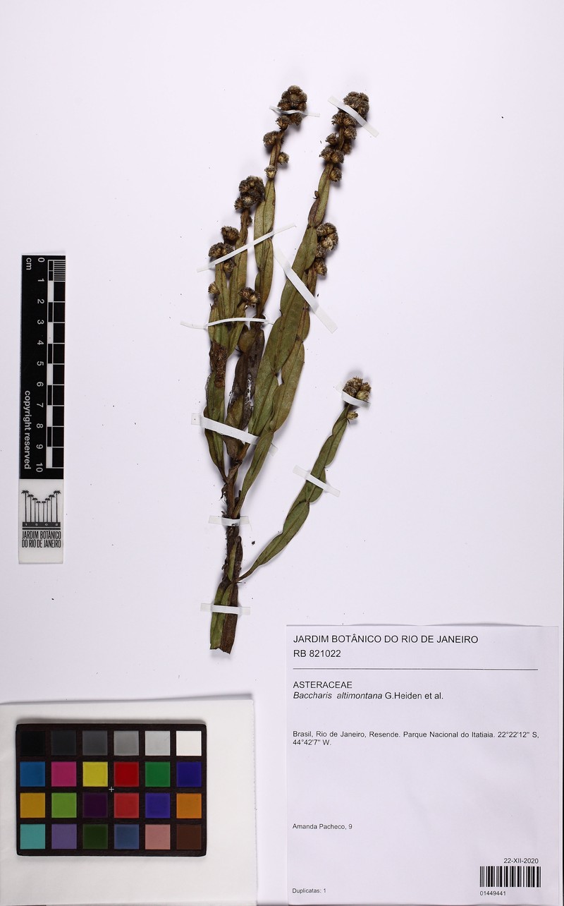 Baccharis altimontana photo 6