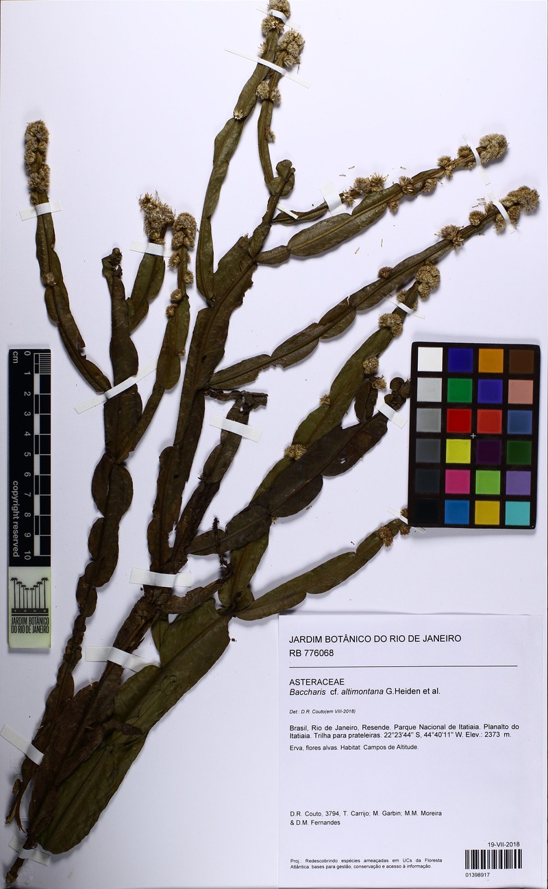 Baccharis altimontana photo 7