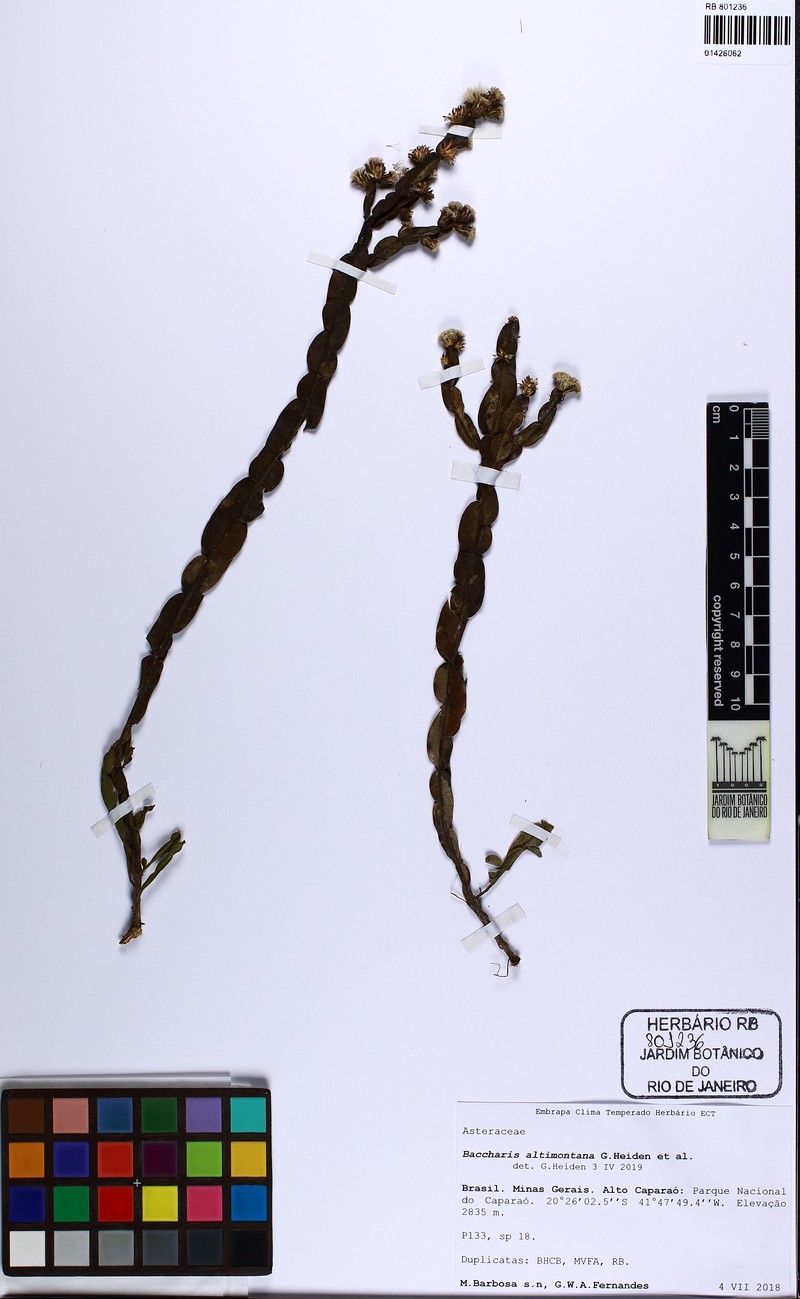 Baccharis altimontana photo 8